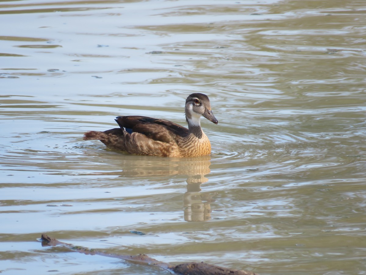 Wood Duck - ML601109571