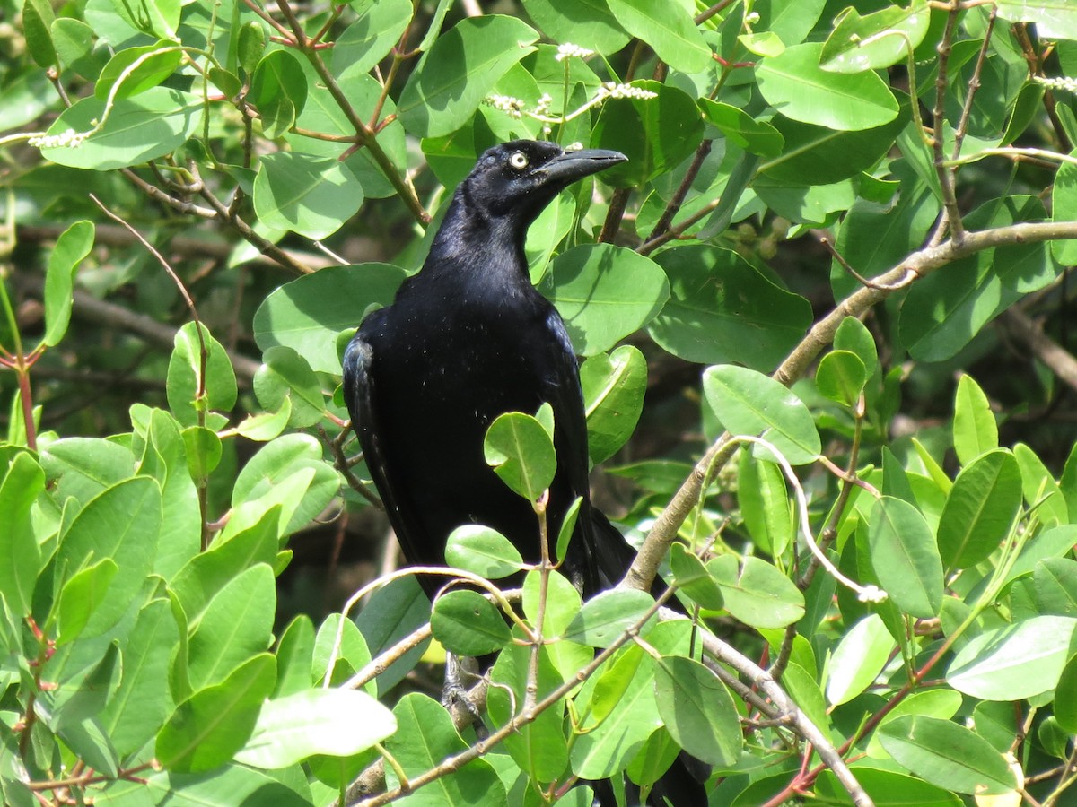 Great-tailed Grackle - ML60111001