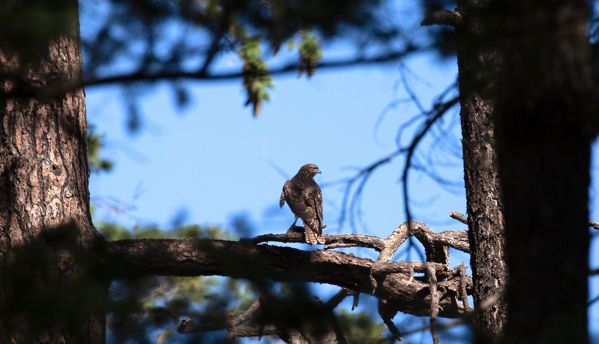 Accipitridae sp. (hawk sp.) - ML601110601