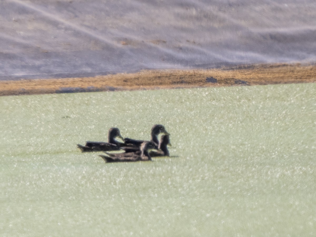 Wood Duck - ML601110761