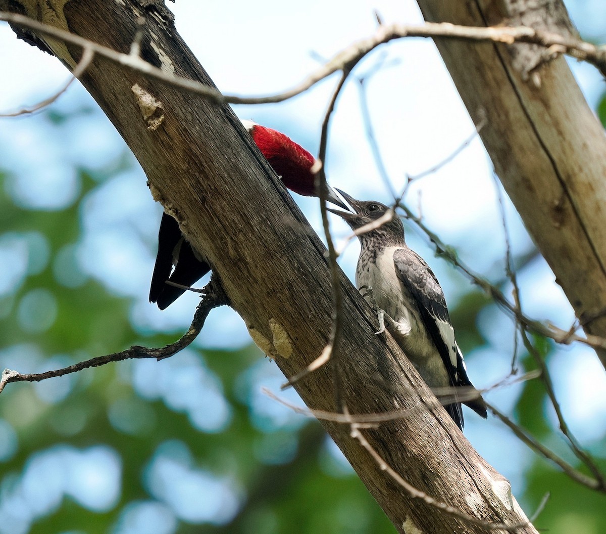 Pic à tête rouge - ML601111421