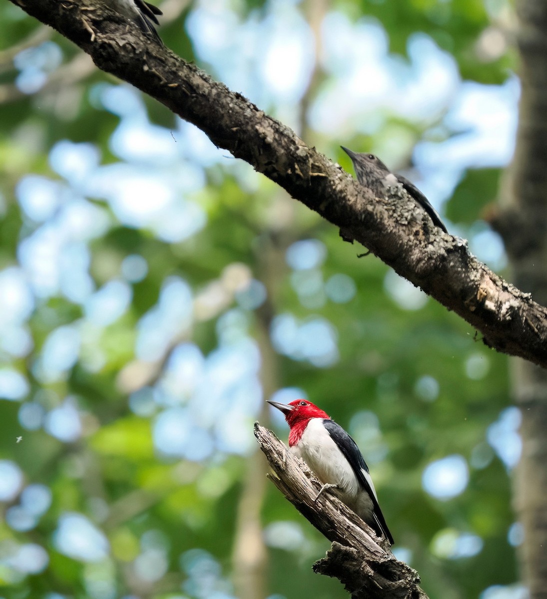 Red-headed Woodpecker - ML601111431