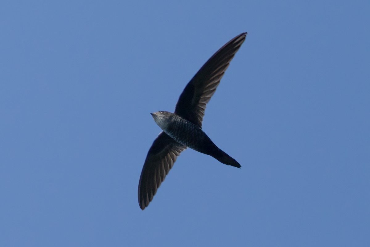 Cook's Swift - Ilya Povalyaev