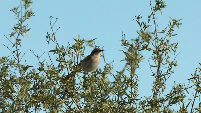 Singing Honeyeater - ML601112331