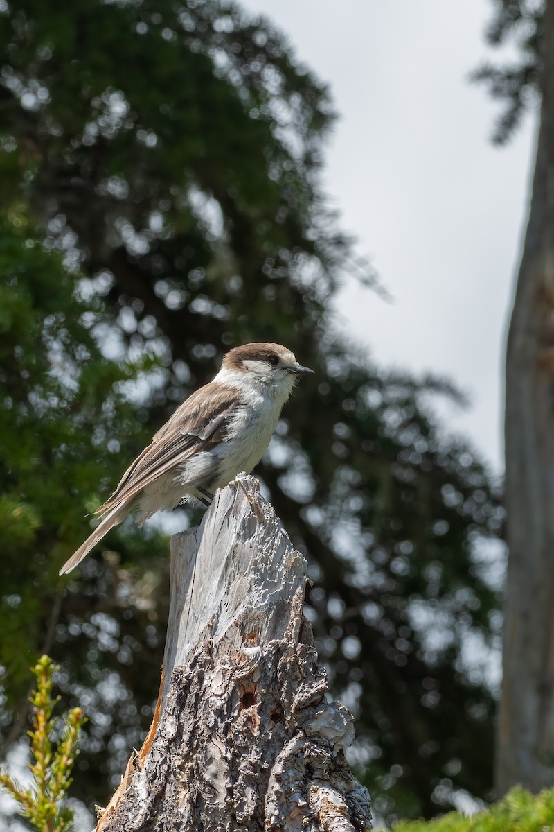 Canada Jay - ML601112611