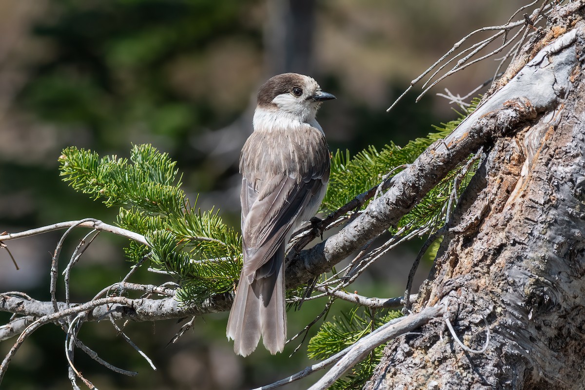 Canada Jay - Kevin Hallman