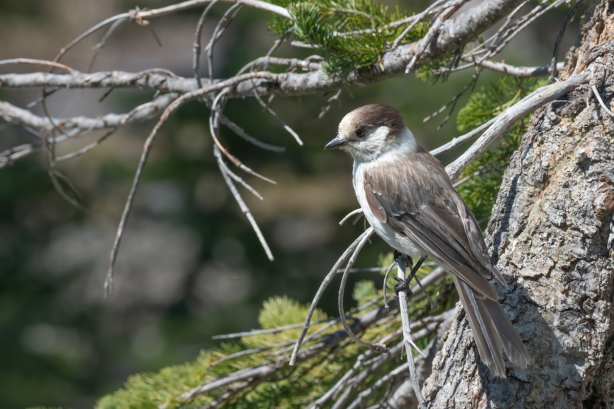 Canada Jay - ML601112631