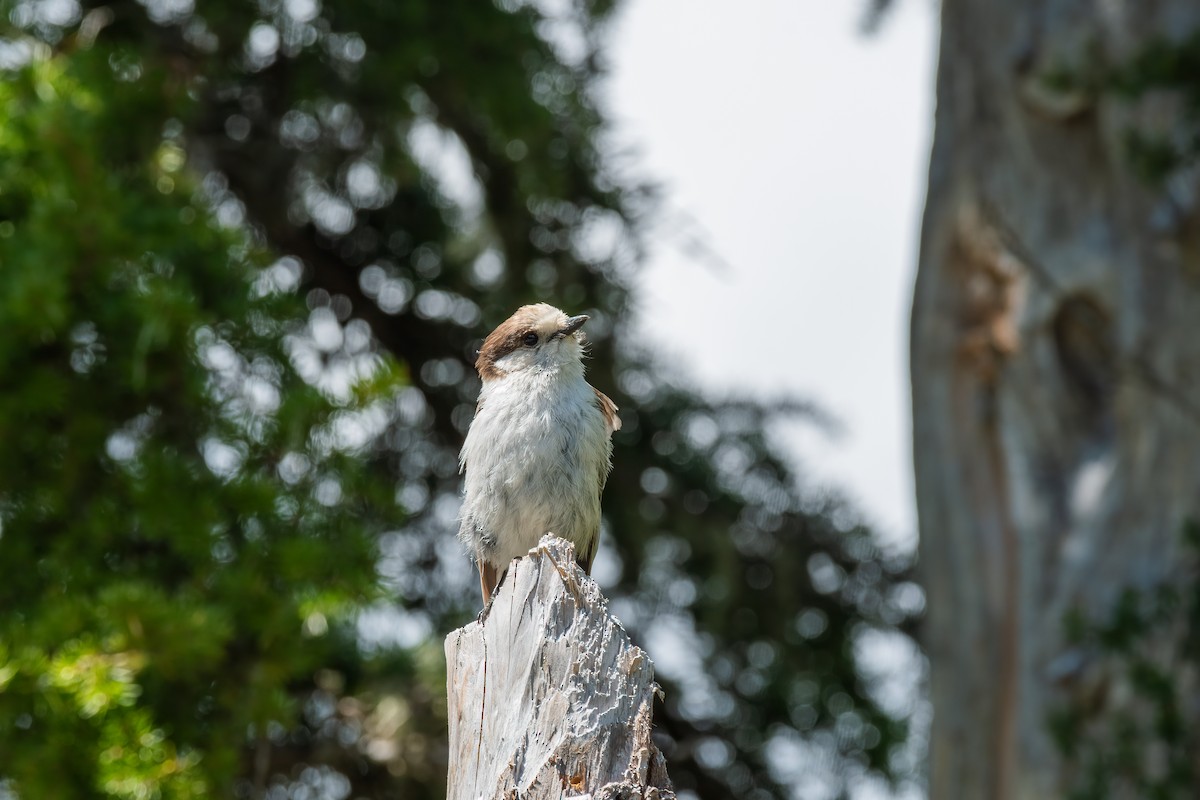 Canada Jay - Kevin Hallman