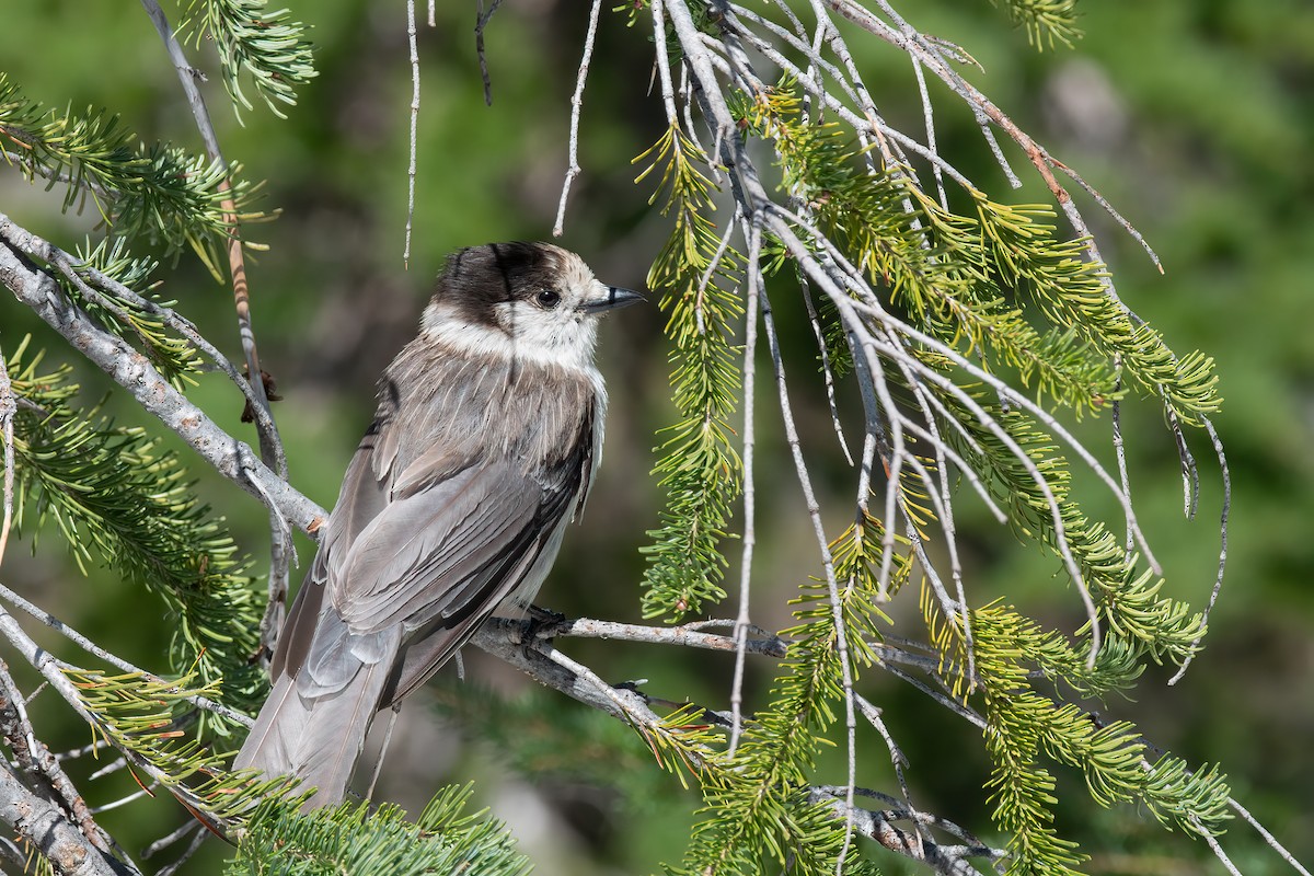 Canada Jay - Kevin Hallman