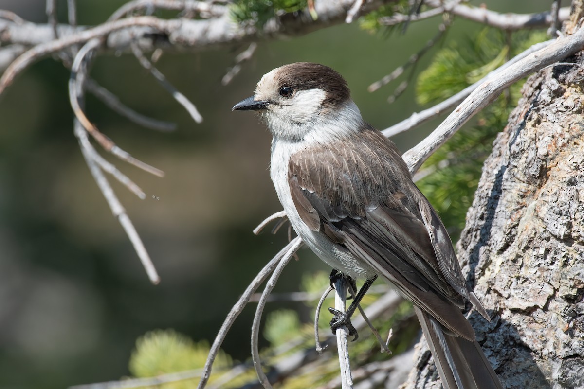 Canada Jay - ML601112661