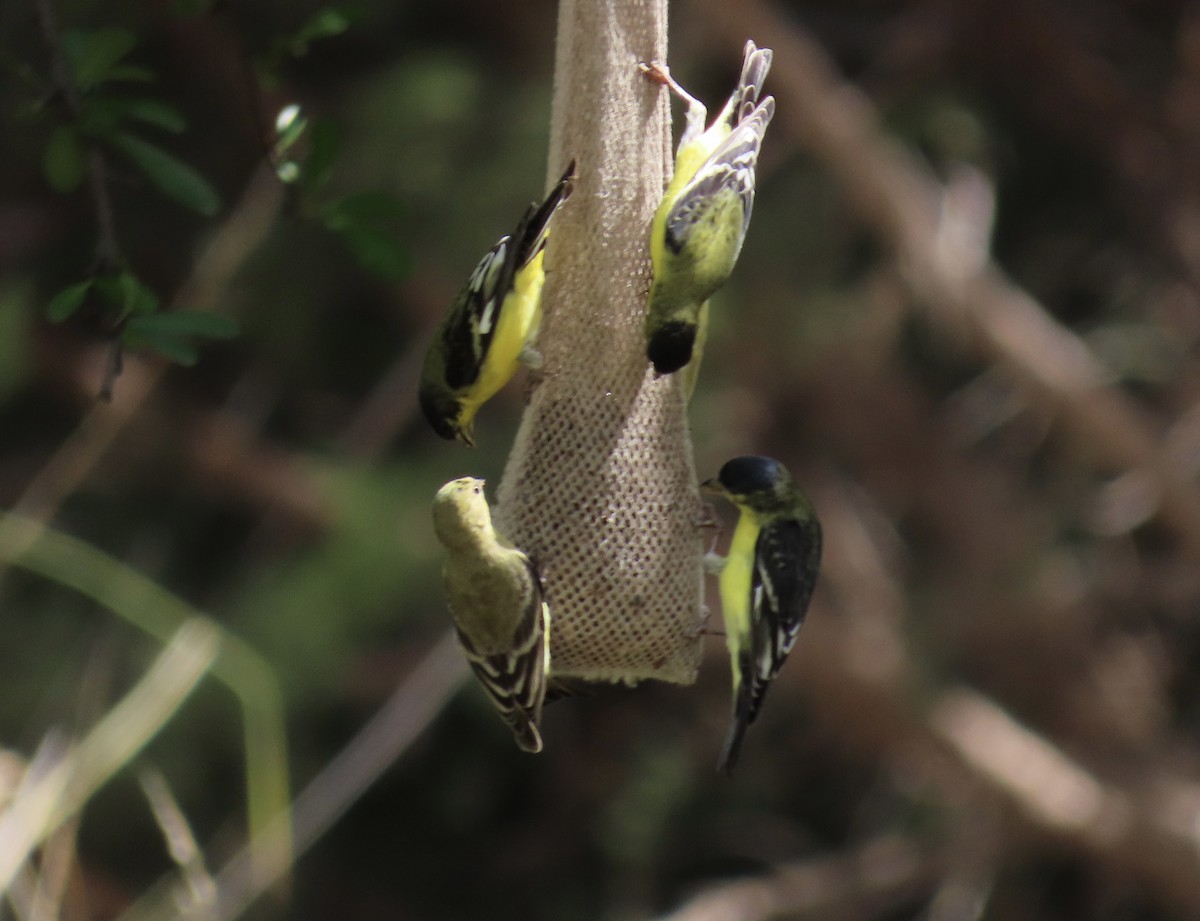 Lesser Goldfinch - ML601112691