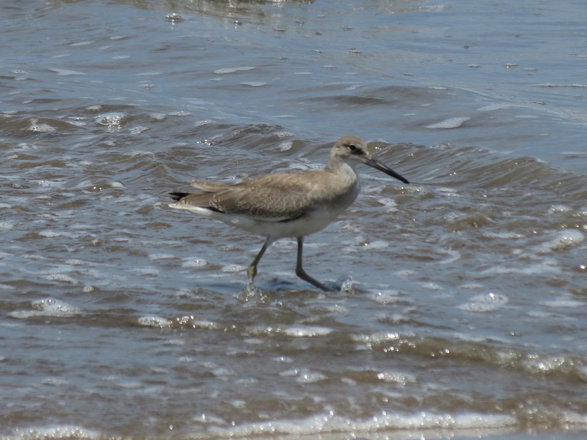 Willet - ML60111291