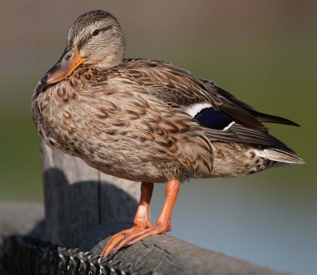 Mallard - Richard Block