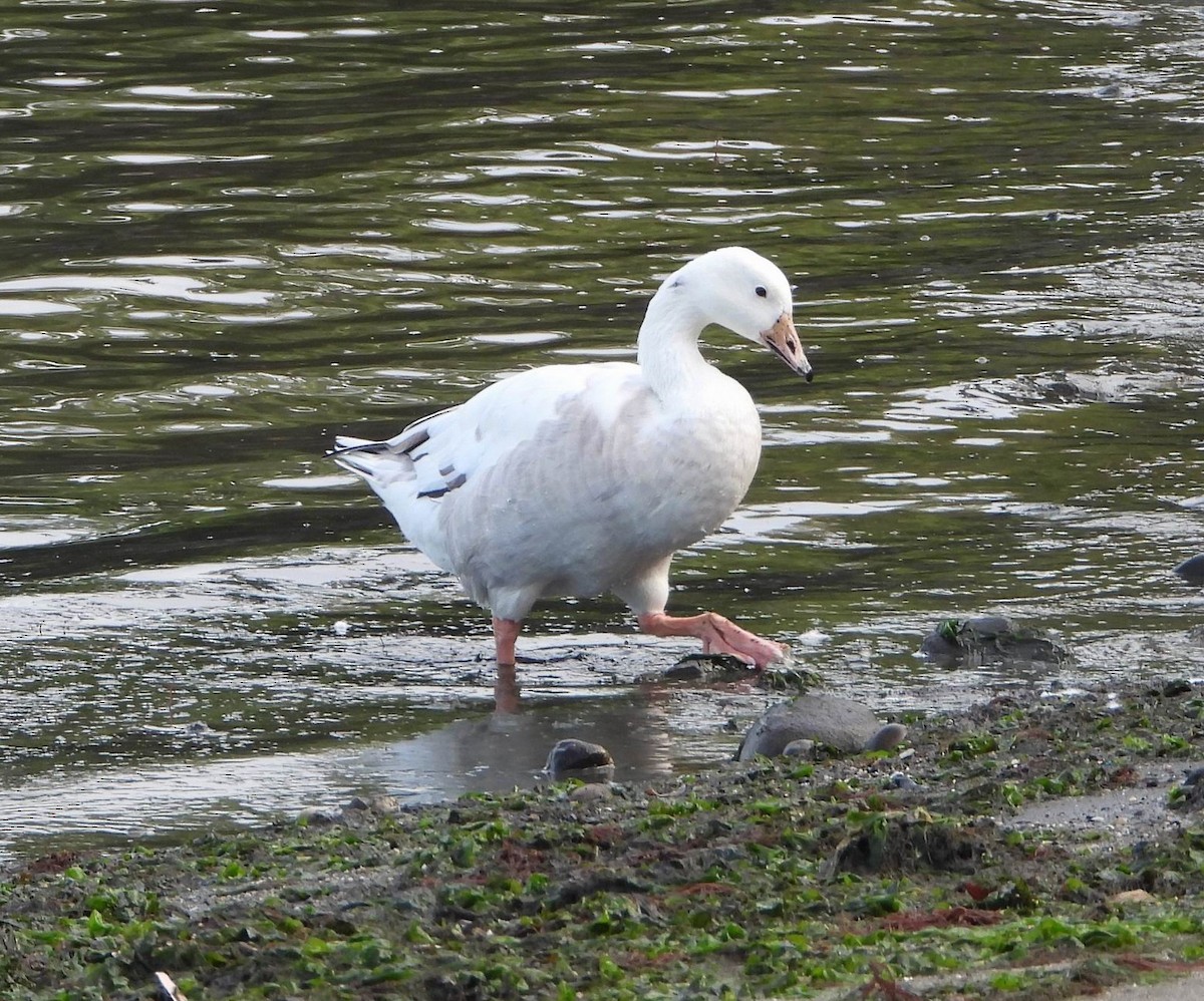 Domestic goose sp. x Canada Goose (hybrid) - ML601113701