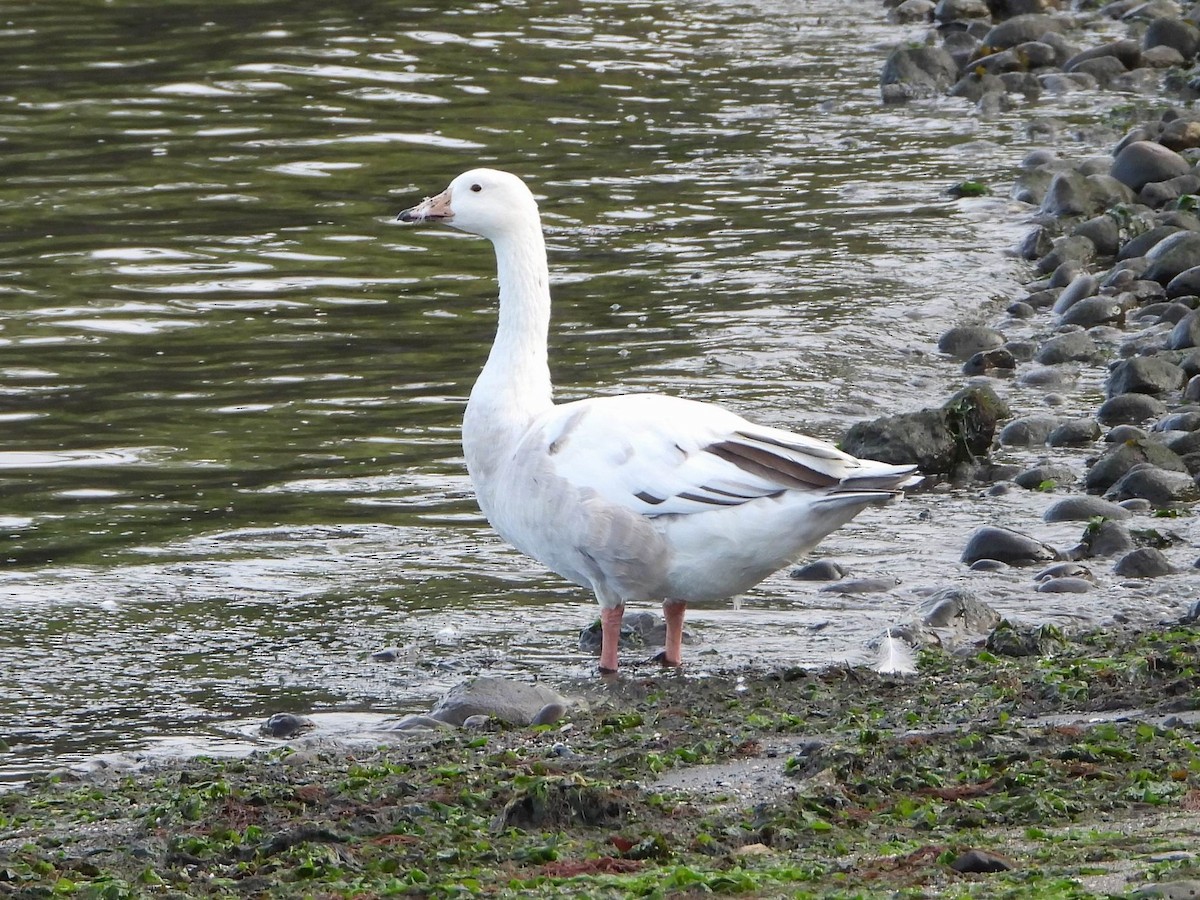 Domestic goose sp. x Canada Goose (hybrid) - Nico | Little Ground-jay🦢