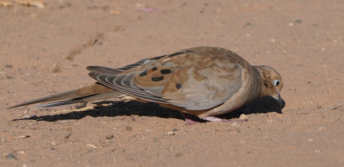 Mourning Dove - ML601114021