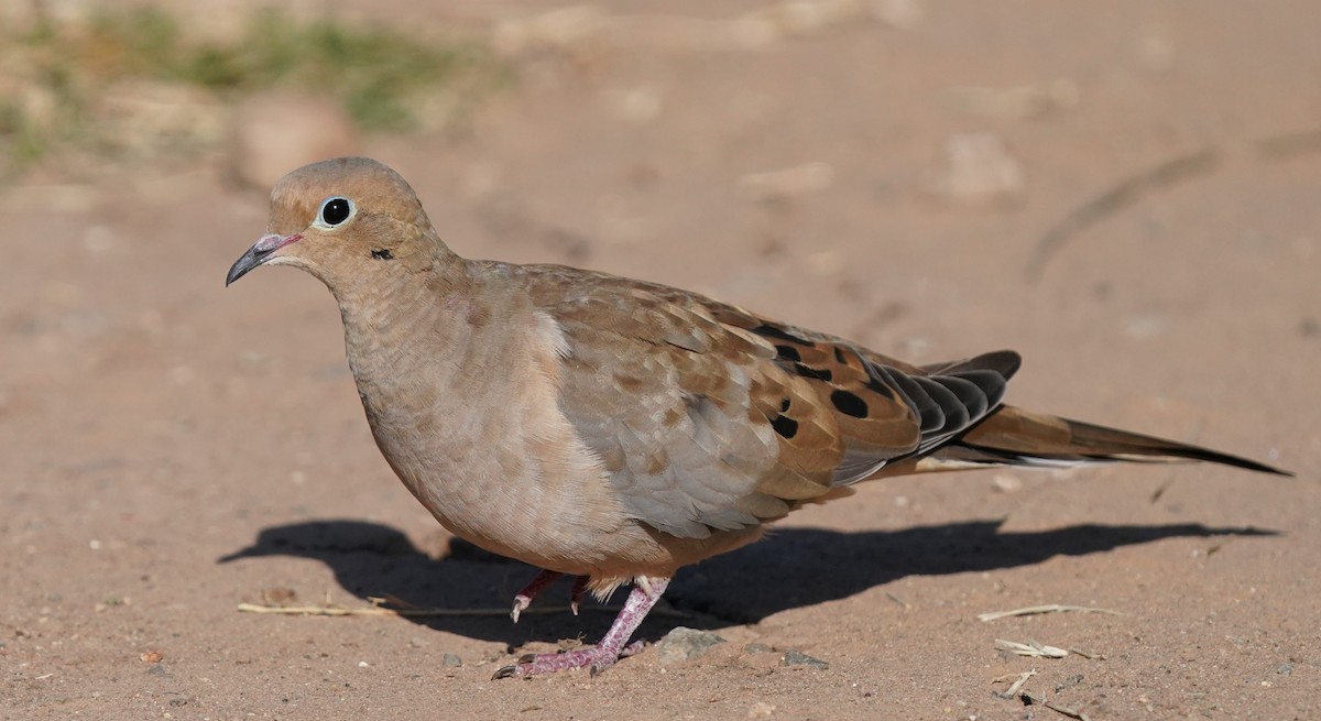 Mourning Dove - ML601114041