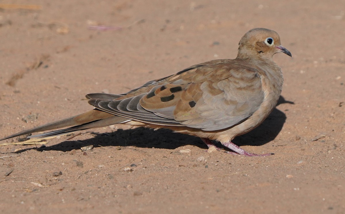 Mourning Dove - ML601114051