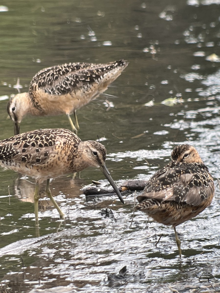 Long-billed Dowitcher - ML601115001