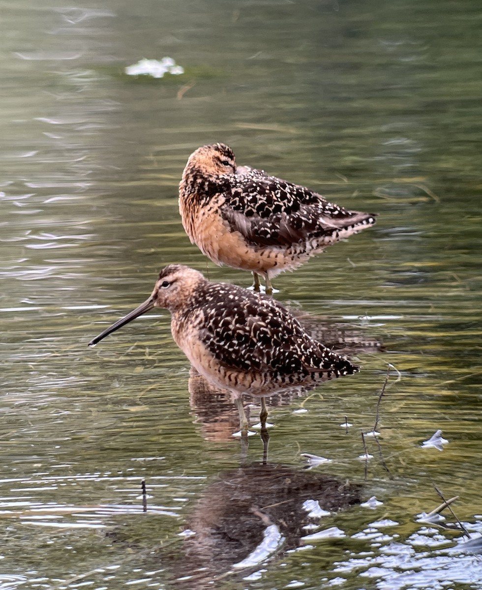 Long-billed Dowitcher - ML601115011