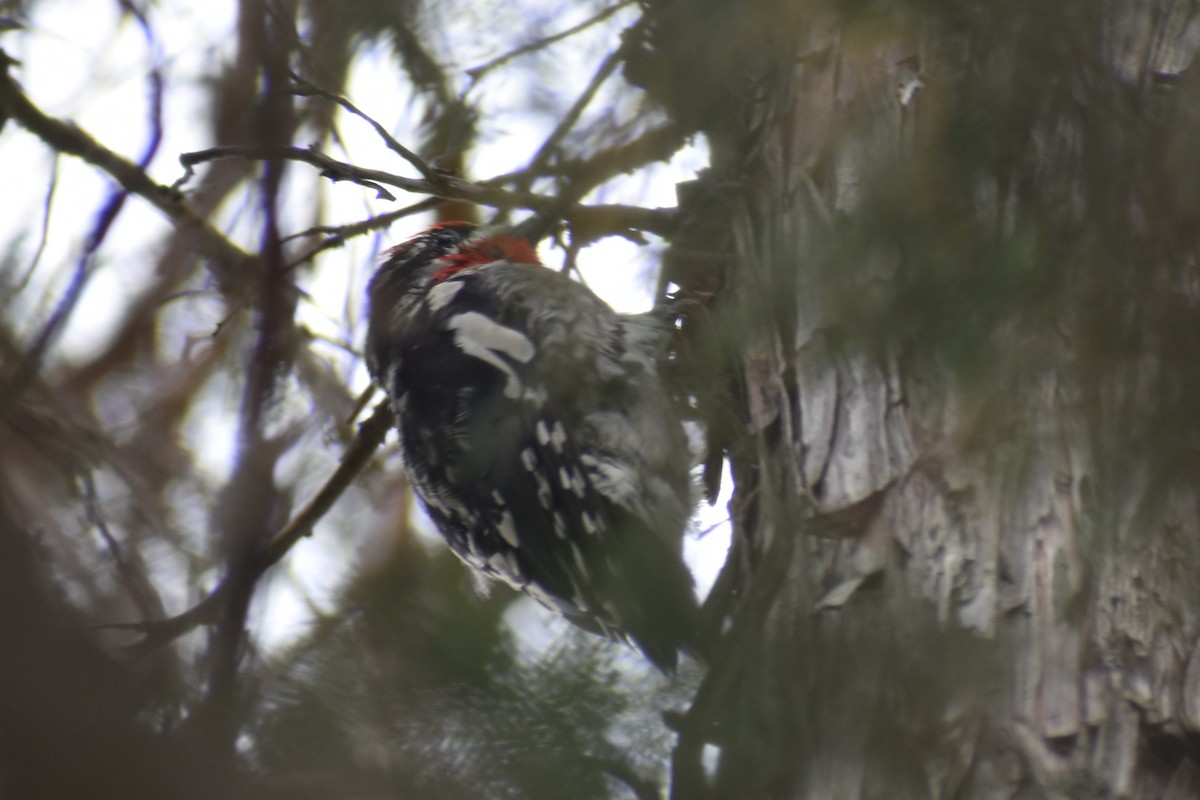 Red-naped Sapsucker - ML601116271