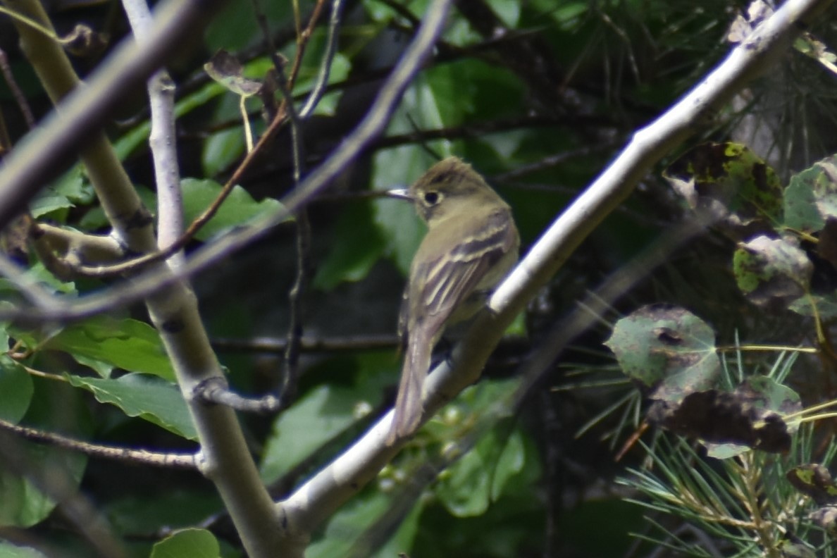 Western Flycatcher (Cordilleran) - ML601116291