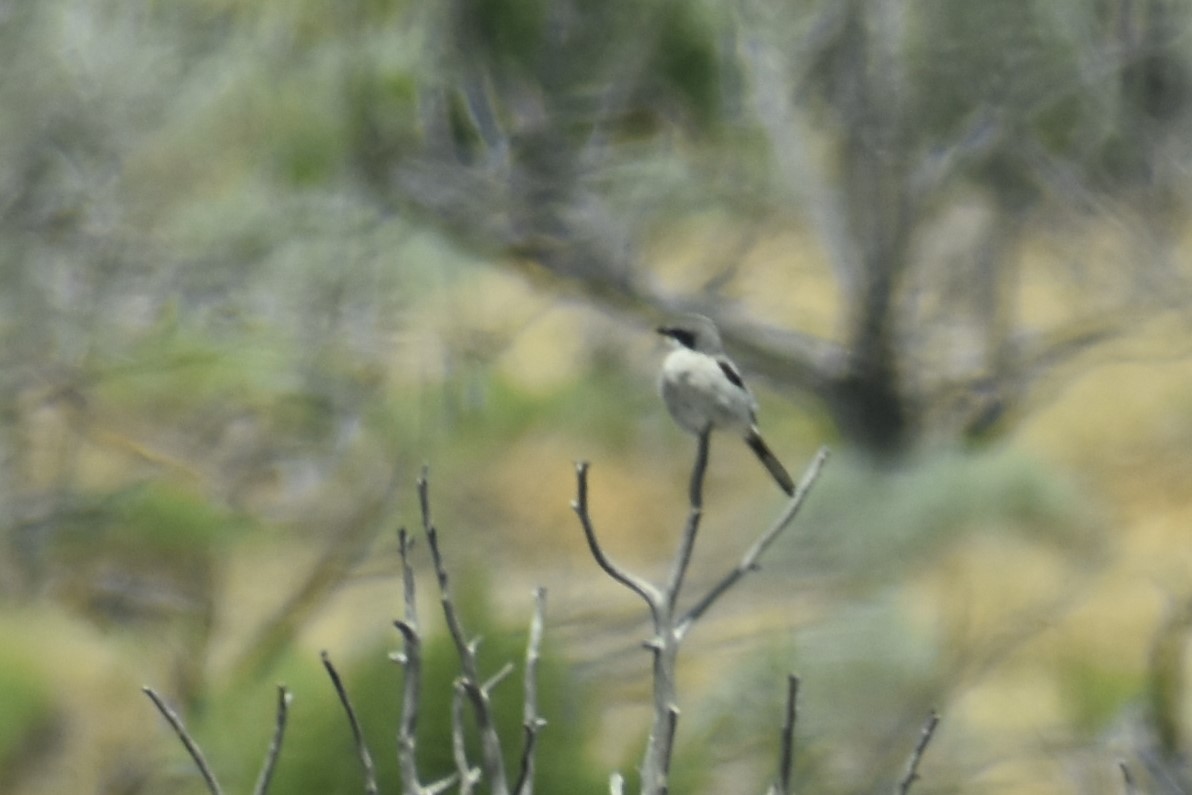 Loggerhead Shrike - ML601116301