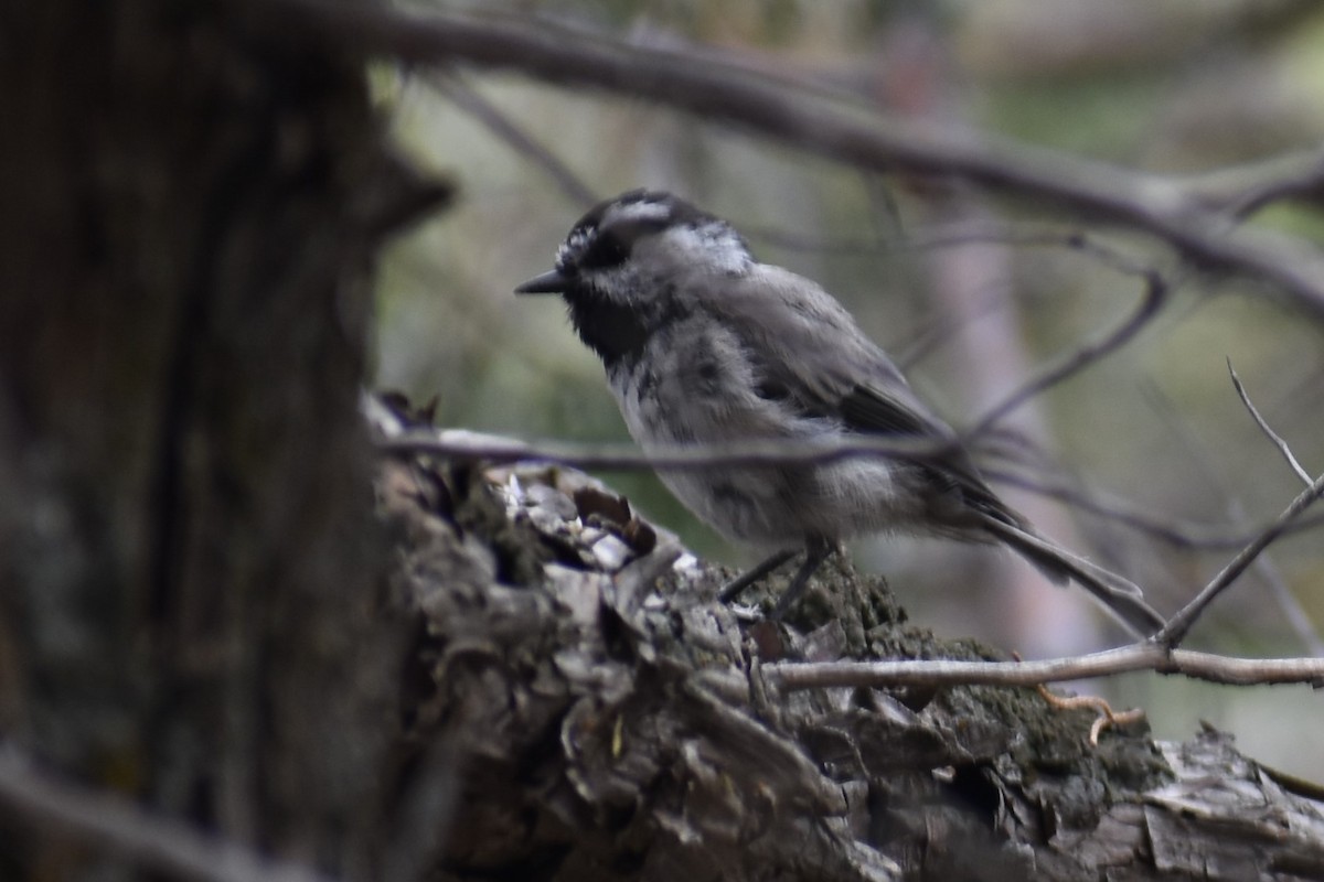 Mountain Chickadee - ML601116461