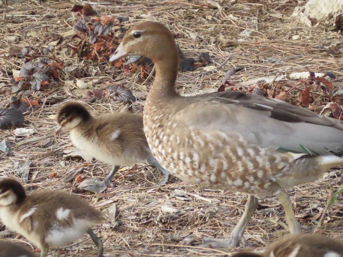 Maned Duck - ML601116991