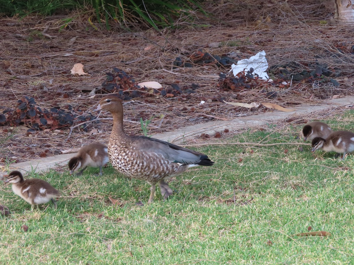 Pato de Crin - ML601117041