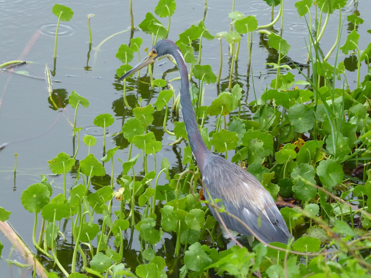 Tricolored Heron - ML601117501