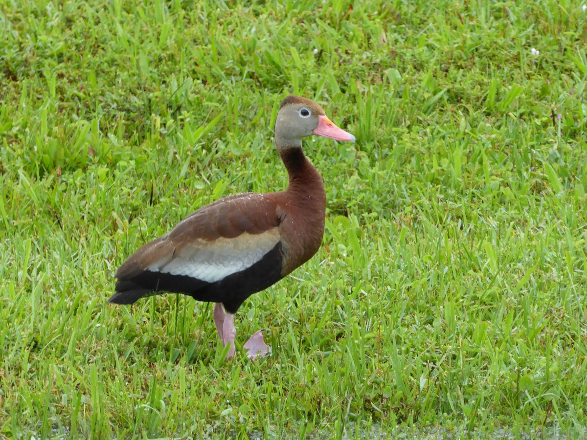 Black-bellied Whistling-Duck - Jennifer Evans