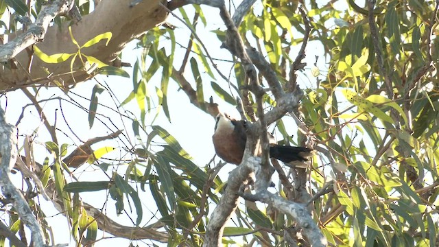 Gray-crowned Babbler - ML601117751