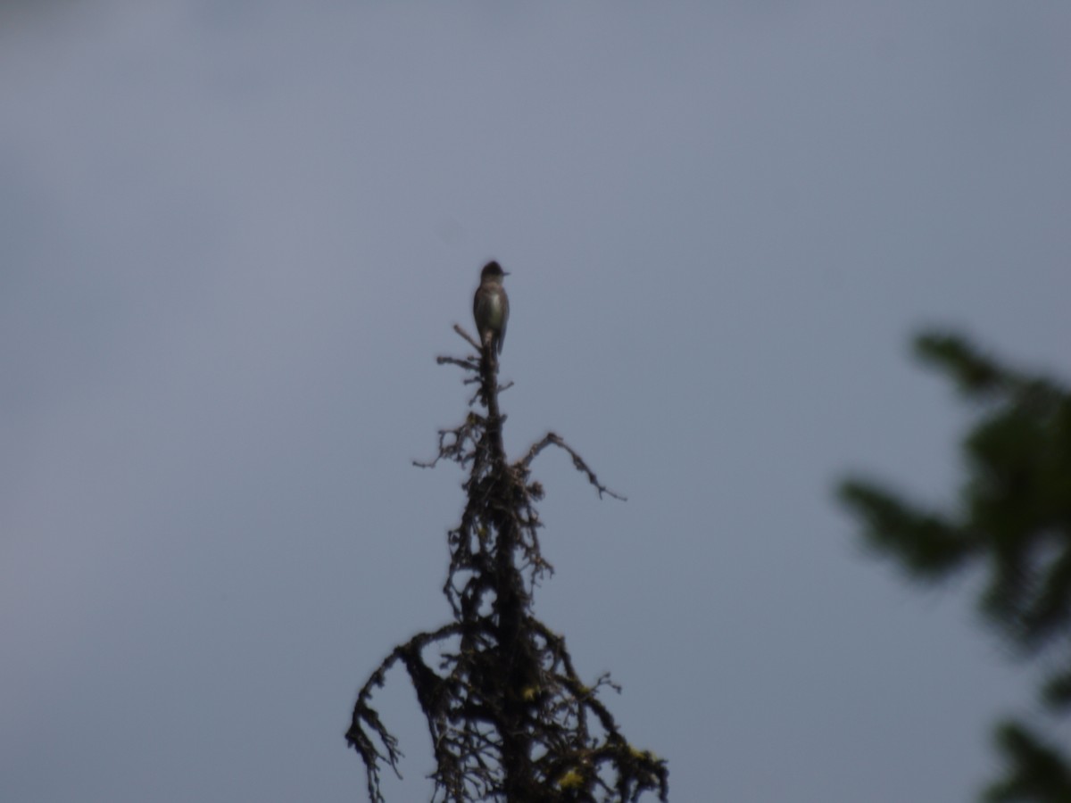 Olive-sided Flycatcher - ML601118331