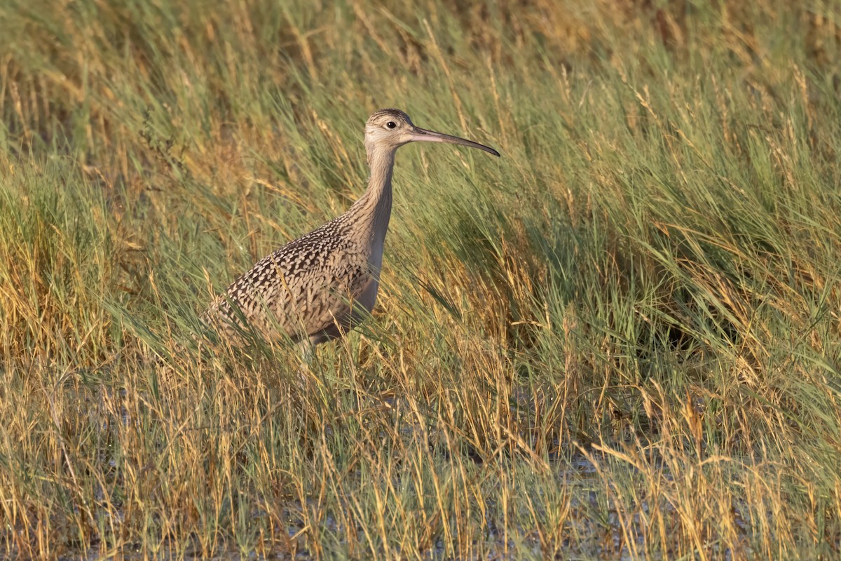 Long-billed Curlew - Tommy Childers