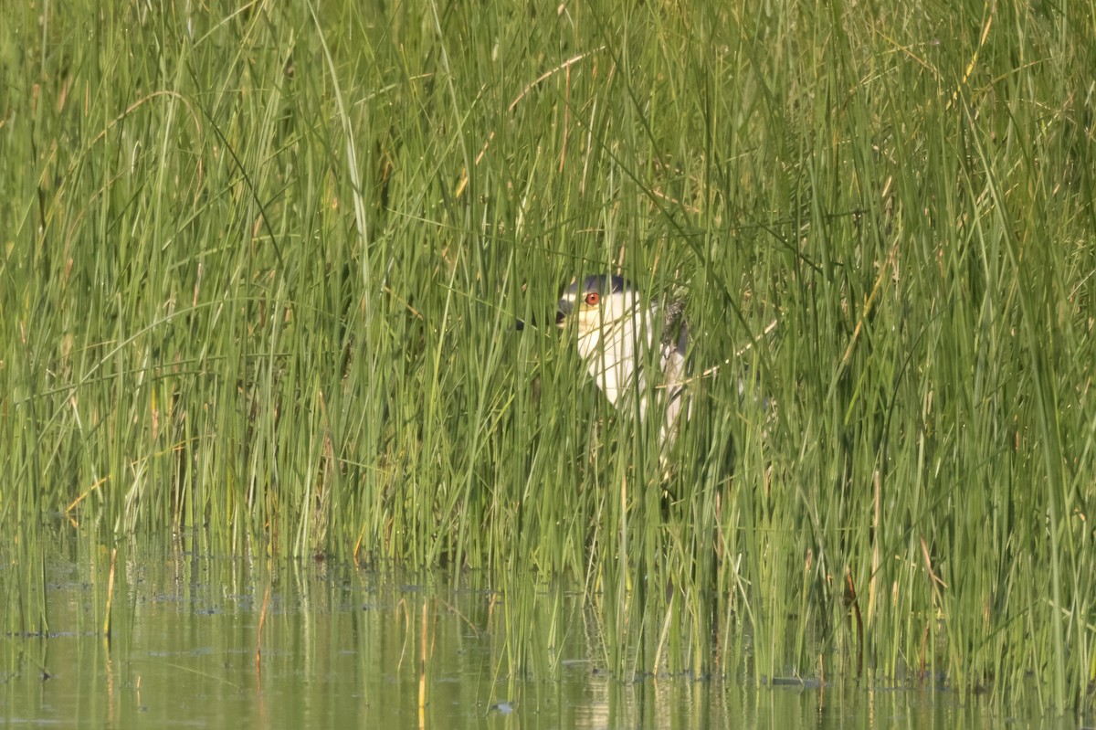 Black-crowned Night Heron - ML601119311