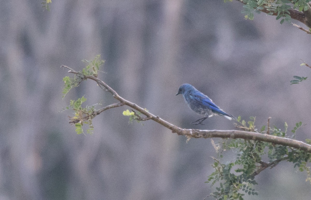 Mountain Bluebird - ML601119521