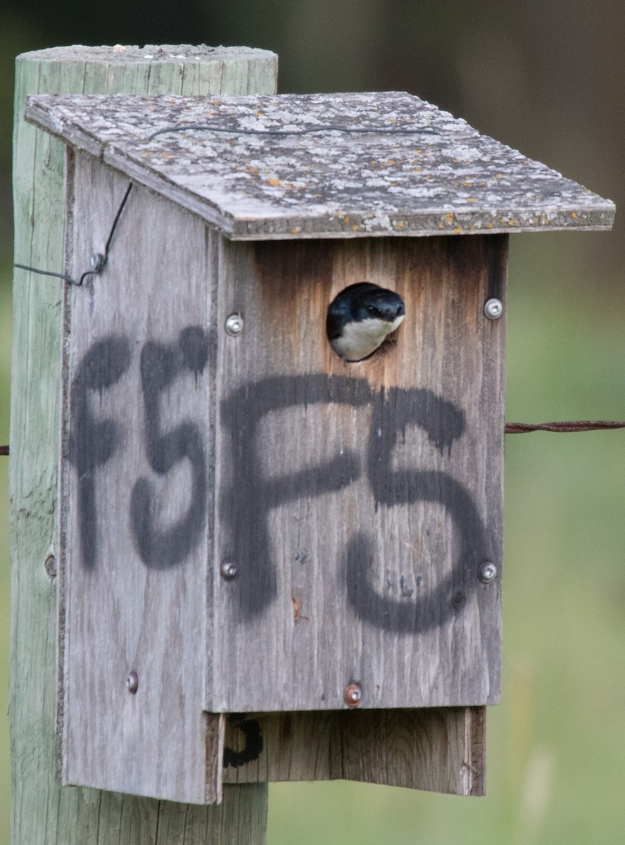 Tree Swallow - CARLA DAVIS