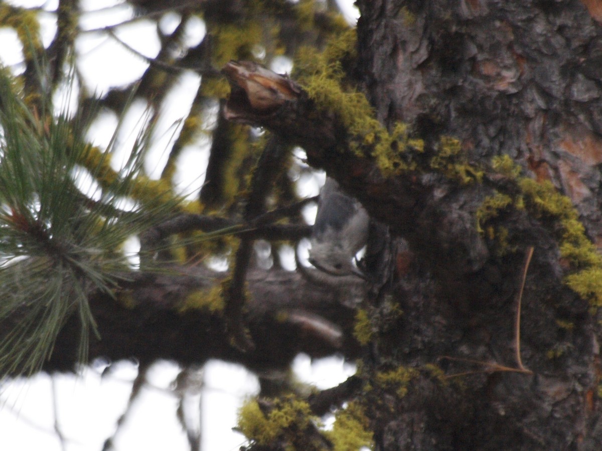 White-breasted Nuthatch - ML601119891