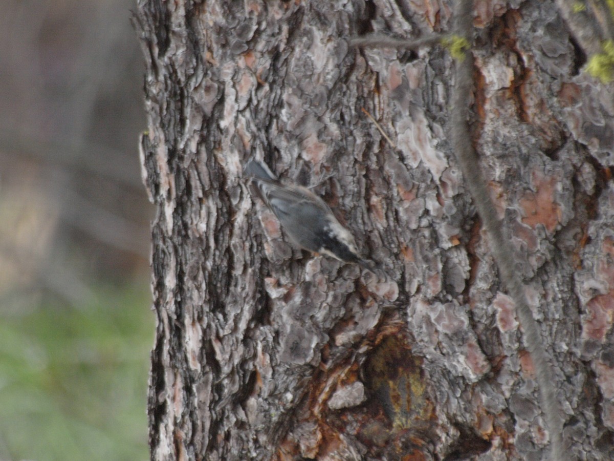 White-breasted Nuthatch - ML601119901