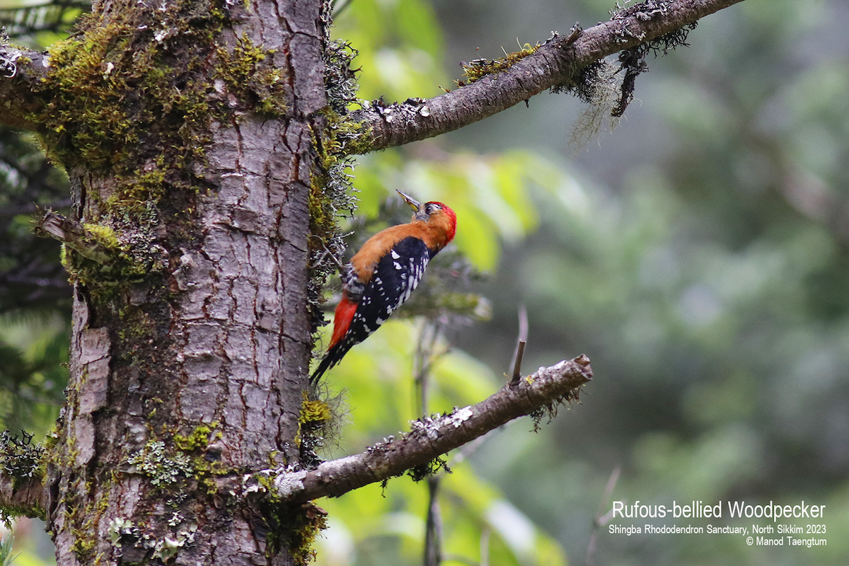 Rufous-bellied Woodpecker - ML601120021