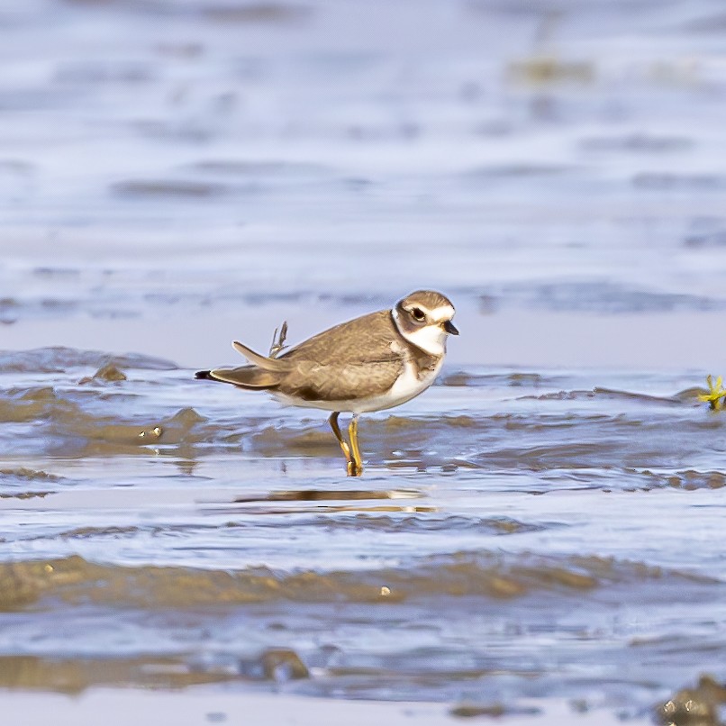 Semipalmated Plover - ML601120681