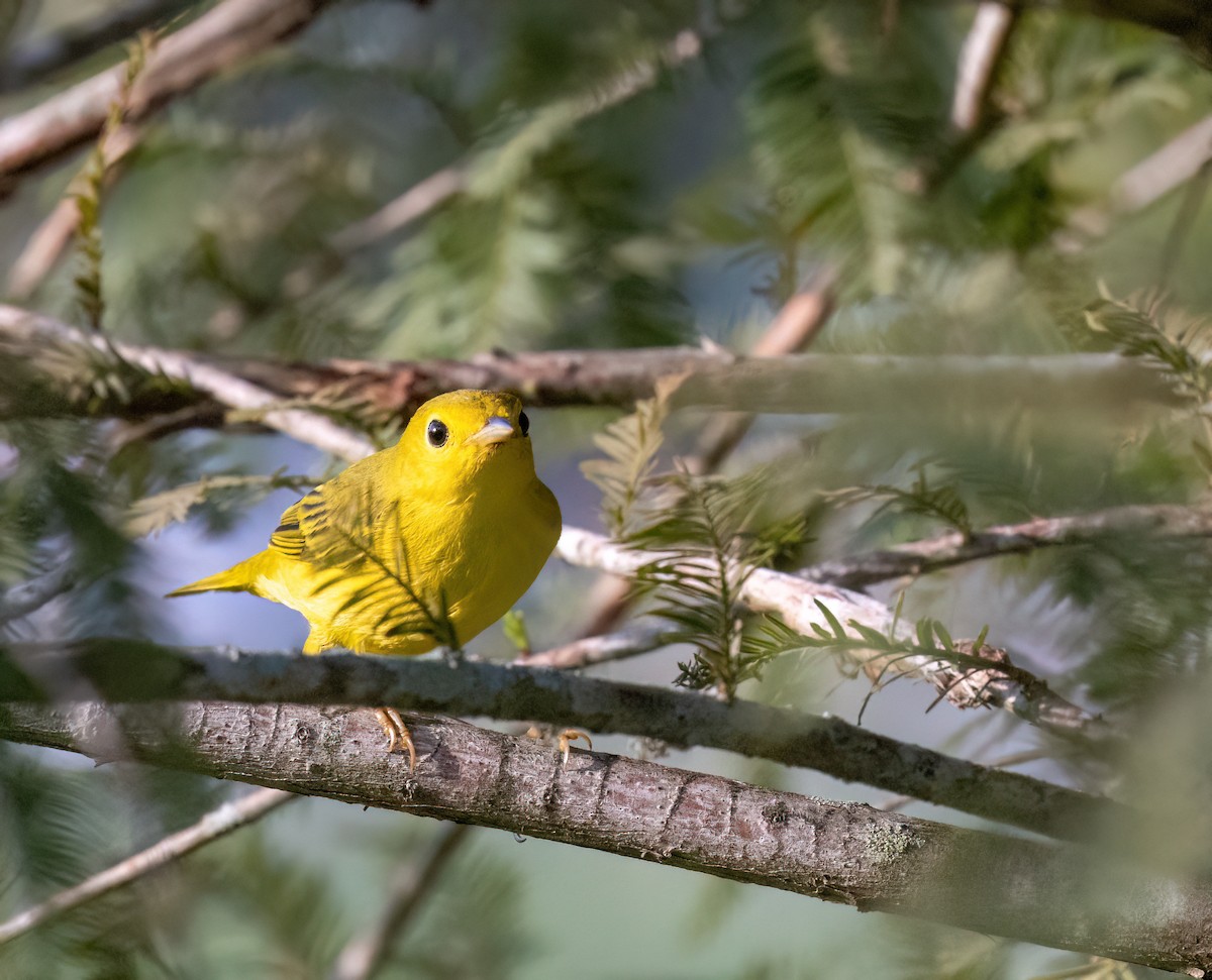 Yellow Warbler - ML601121271