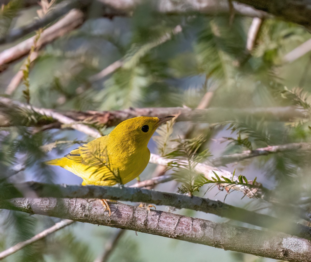 Yellow Warbler - ML601121321