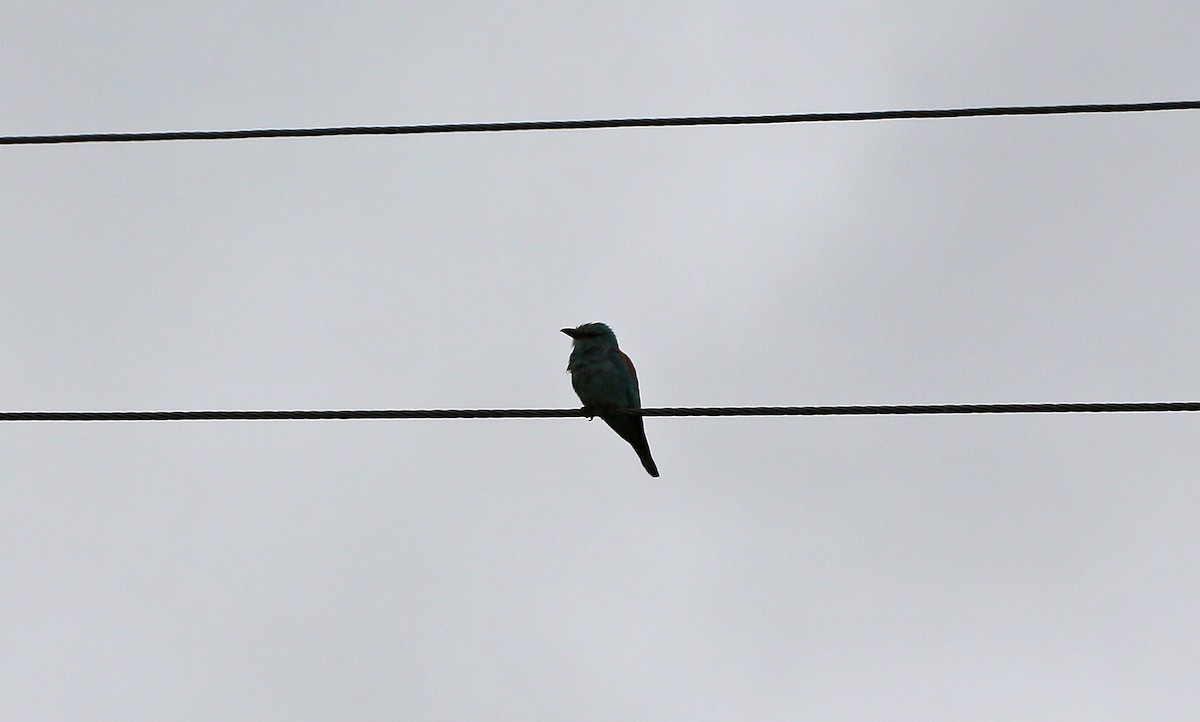 European Roller - ML60112141