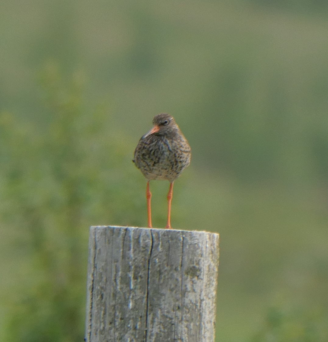 Common Redshank - ML601122961