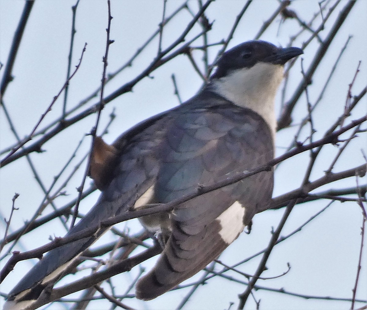 Pied Cuckoo - ML601123631