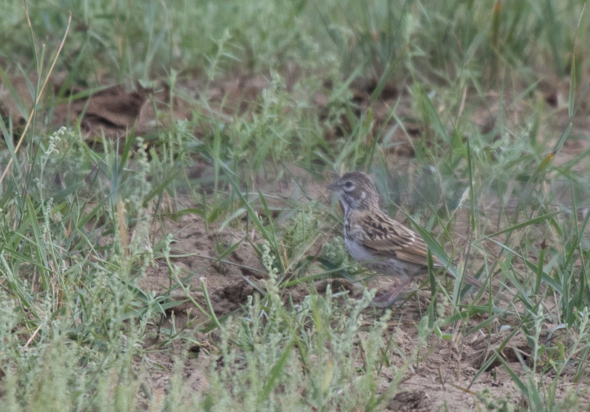 Lark Sparrow - ML601123981