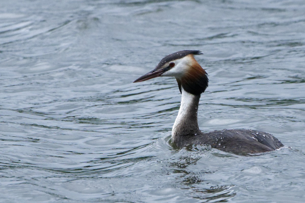 Great Crested Grebe - Susanne Meyer