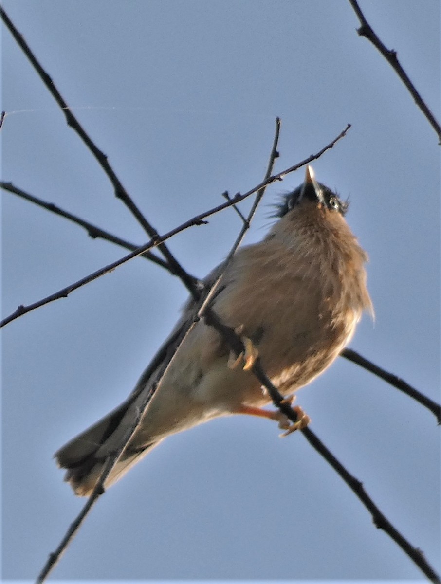 Brahminy Starling - ML601124161